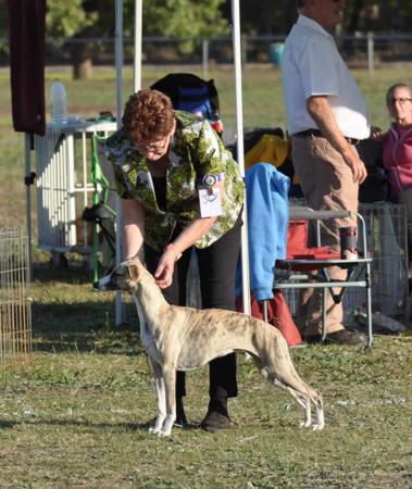 Whippet for sale by AMASHUTU