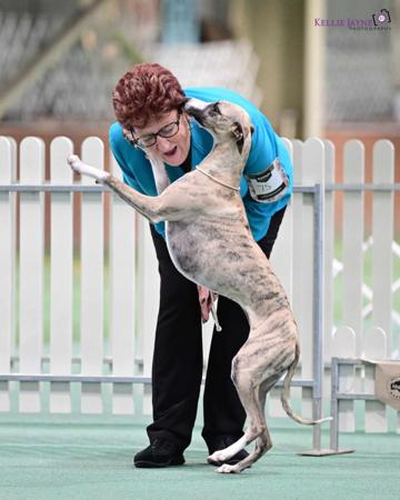 Whippet puppy for sale by AMASHUTU