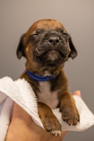 Rhodesian Ridgeback puppy for sale by GITTALIBBY