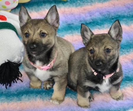 Swedish Vallhund puppy for sale by BALGRAVIA