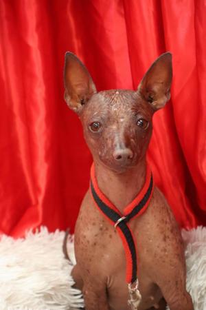Xoloitzcuintle (Miniature) puppy for sale by WAZZAT