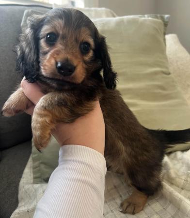 Dachshund (Miniature Long Haired) puppy for sale by JAMILLAHDACHSHUNDS