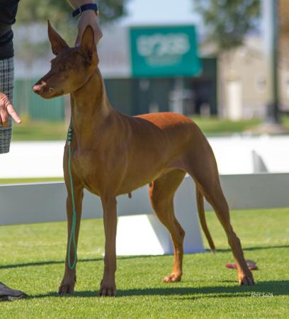 Aust Ch Pennhari The Devil You Know Pharaoh Hound