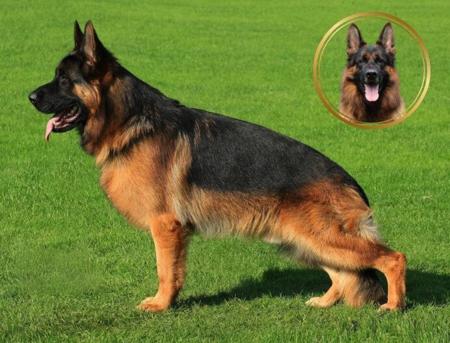 German Shepherd Dog puppy for sale by GLENBALA