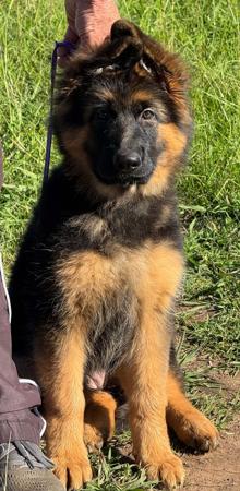 German Shepherd Dog (Long Stock Coat) puppy for sale by GLENBALA