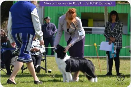 Border Collie puppy for sale by GLENBALA