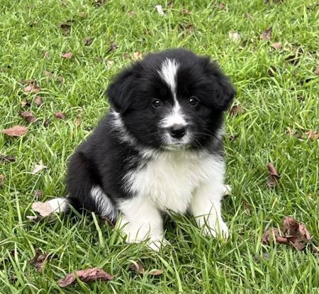 Border Collie puppy for sale by GLENBALA