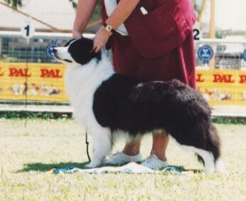 Border Collie for sale by TASTOWN