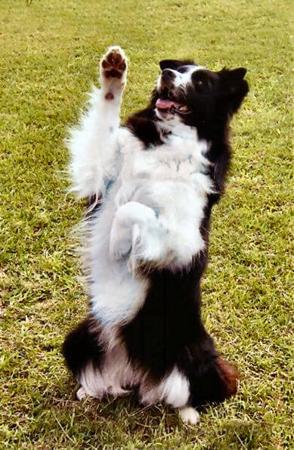 Border Collie for sale by TASTOWN