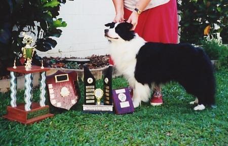 Border Collie for sale by TASTOWN