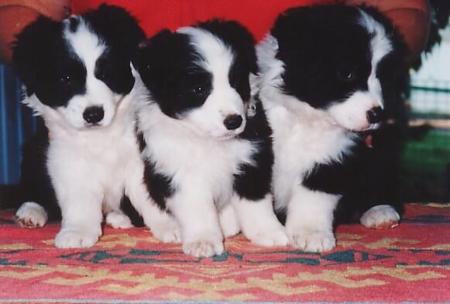 Border Collie for sale by TASTOWN
