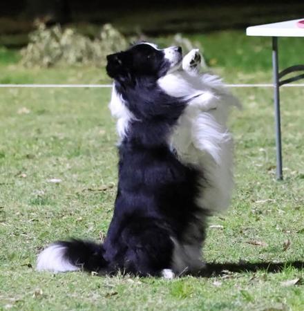 Border Collie for sale by TASTOWN