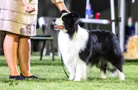 Aust Supreme Ch Delgany Factor Inth Moonlite TK.N Border Collie