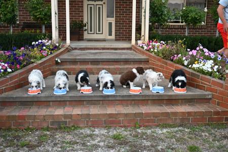 Border Collie for sale by BRACKENVUE