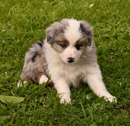 Border Collie for sale by BRACKENVUE