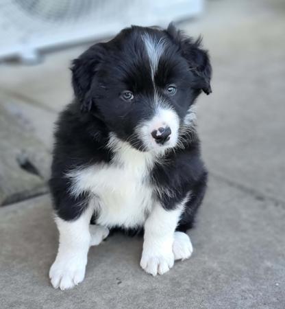 Border Collie for sale by BRACKENVUE