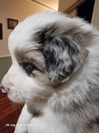 Border Collie for sale by BRACKENVUE