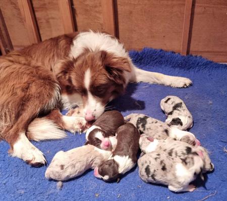 Border Collie for sale by BRACKENVUE
