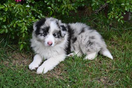 Border Collie puppy for sale by BRACKENVUE