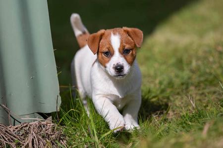 Jack Russell Terrier for sale by STONEQUARRY