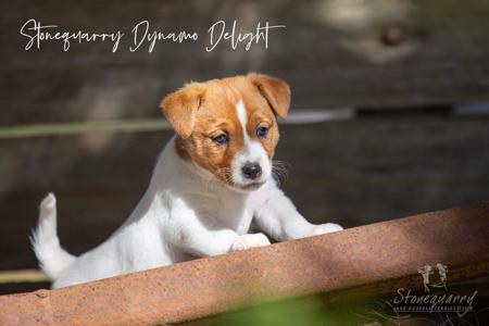 Jack Russell Terrier for sale by STONEQUARRY