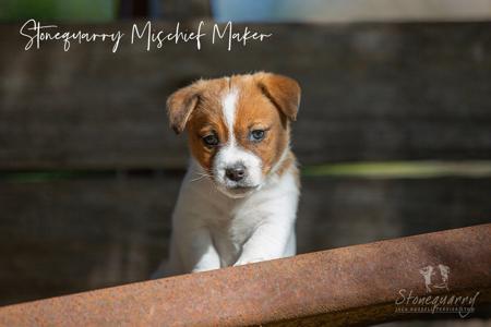 Jack Russell Terrier for sale by STONEQUARRY