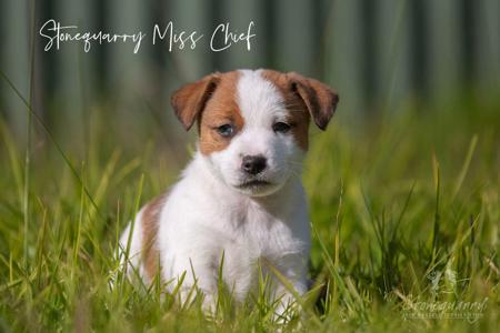 Jack Russell Terrier for sale by STONEQUARRY