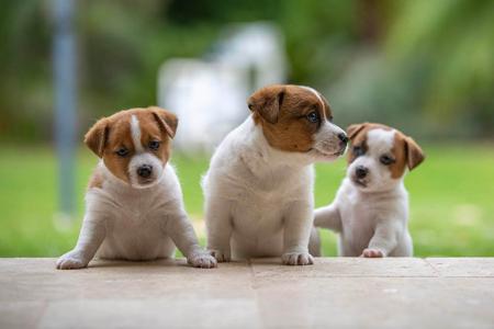 Jack Russell Terrier for sale by STONEQUARRY
