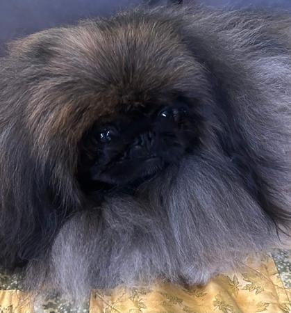 Pekingese for sale by FUJAN