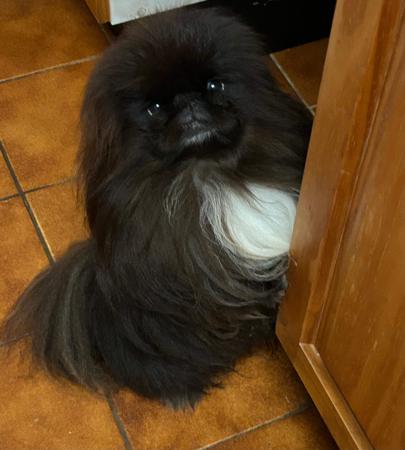 Pekingese for sale by FUJAN