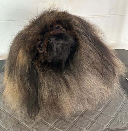 Pekingese for sale by FUJAN