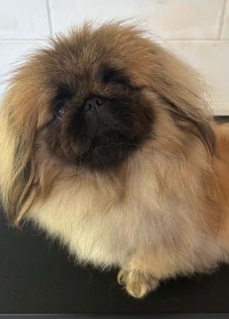 Pekingese for sale by FUJAN