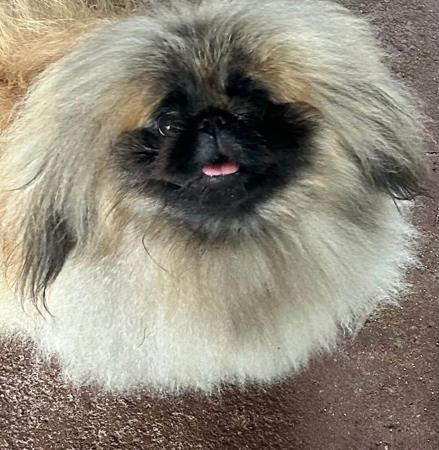Pekingese for sale by FUJAN