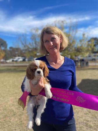 Cavalier King Charles Spaniel for sale by DOMPETAN