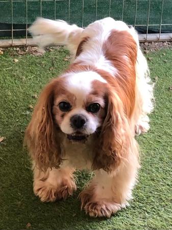 Cavalier King Charles Spaniel for sale by DOMPETAN