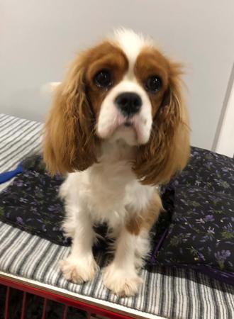 Cavalier King Charles Spaniel for sale by DOMPETAN