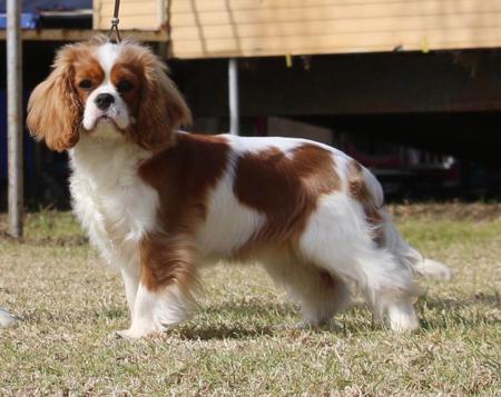 Cavalier King Charles Spaniel for sale by AQUIGLEY