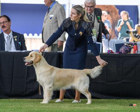 Golden Retriever for sale by DOMPETAN