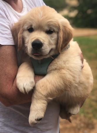 Golden Retriever for sale by DOMPETAN