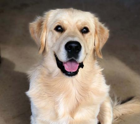 Golden Retriever for sale by DOMPETAN