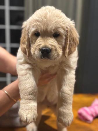 Golden Retriever for sale by DOMPETAN