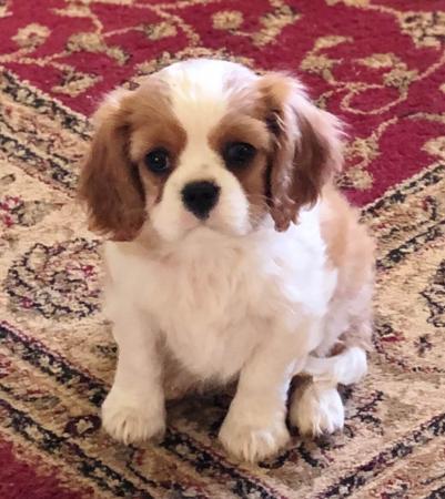 Click to view more details