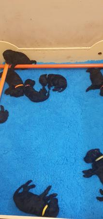 Poodle (Standard) for sale by SHARDONELLA