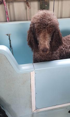 Poodle (Standard) for sale by SHARDONELLA