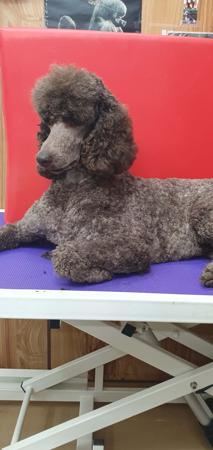 Poodle (Standard) for sale by SHARDONELLA