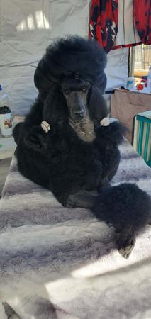 Poodle (Standard) for sale by SHARDONELLA