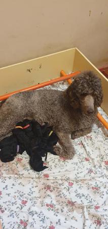 Poodle (Standard) for sale by SHARDONELLA