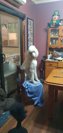 Poodle (Standard) for sale by SHARDONELLA