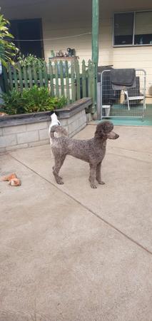 Poodle (Standard) for sale by SHARDONELLA