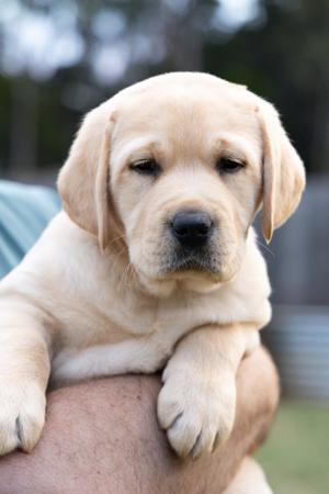Labrador Retriever for sale by KARENDA